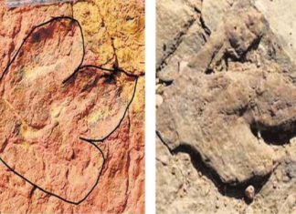 ഥാർ മരുഭൂമിയിൽ മൂന്ന് ദിനോസറുകളുടെ കാൽപാടുകൾ കണ്ടെത്തി Dino-footprints