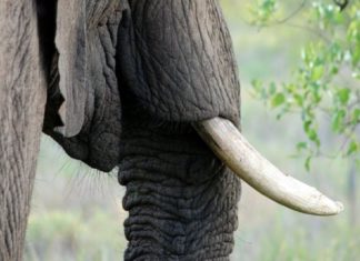 wild elephant-death-palakkad