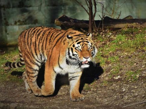 tiger-in-wayanad