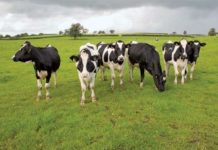 പശുക്കൾക്കും മൗലികാവകാശം; നിയമം കൊണ്ടുവരണമെന്ന് അലഹബാദ് ഹൈക്കോടതി Alahabad High Court About Cow