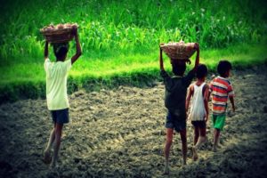 child labour_idukki plantation area