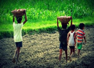 ഇടുക്കി തോട്ടംമേഖലയിലെ ബാലവേല തടയാന് കർശന നടപടികളുമായി പോലീസ് child labour_idukki plantation area