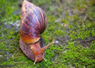 African snails in wayanad