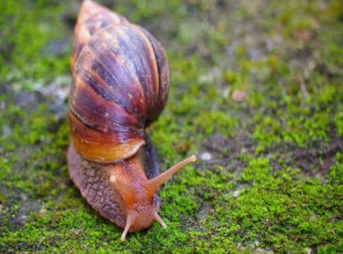 African snails in wayanad