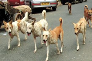 Street Dogs Attack Increased In kannur