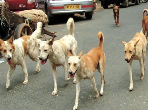 Street Dogs Attack Increased In kannur