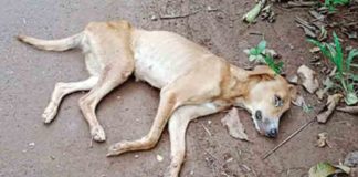 เดตเตเดฑเดธเต เดฌเดพเดง; เดคเตเดฐเตเดตเตเดจเดพเดฏเดเตพ เดเดคเตเดคเต เดตเตเดดเตเดจเตเดจเต Virus infection; Street dogs are dying