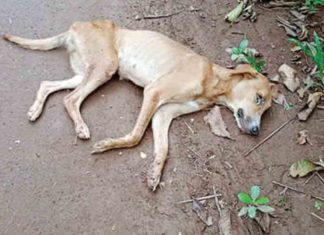 เดฎเดพเดฒเตเตผ เดชเดเตเดเดพเดฏเดคเตเดคเดฟเตฝ เดตเตเดฑเดธเต เดฐเตเดเด เดฌเดพเดงเดฟเดเตเดเต เดจเดพเดฏเดเตพ เดเดคเตเดคเตเดเตเดเตเดเตเดจเตเดจเต Virus infection; Street dogs are dying