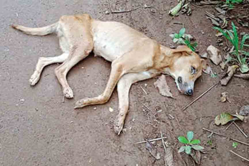 Street-dogs-are-dying Virus infection; Street dogs are dying