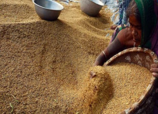 മഴ വില്ലനായി; നെല്ലുണക്കാൻ തമിഴ്നാട്ടിൽ നിന്ന് യന്ത്രമെത്തിച്ച് കർഷകർ Paddy storage-kuttanadu