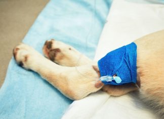 നാളുകളായി നരകയാതന, മന്ത്രിയുടെ ഇടപെടലിൽ തെരുവുനായക്ക് മോചനം; കാലിലെ മുഴ നീക്കി Stray dogs Kerala