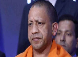 yogi