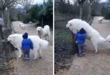 The Dog protect baby; Video goes viral