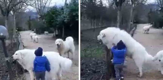 The Dog protect baby; Video goes viral
