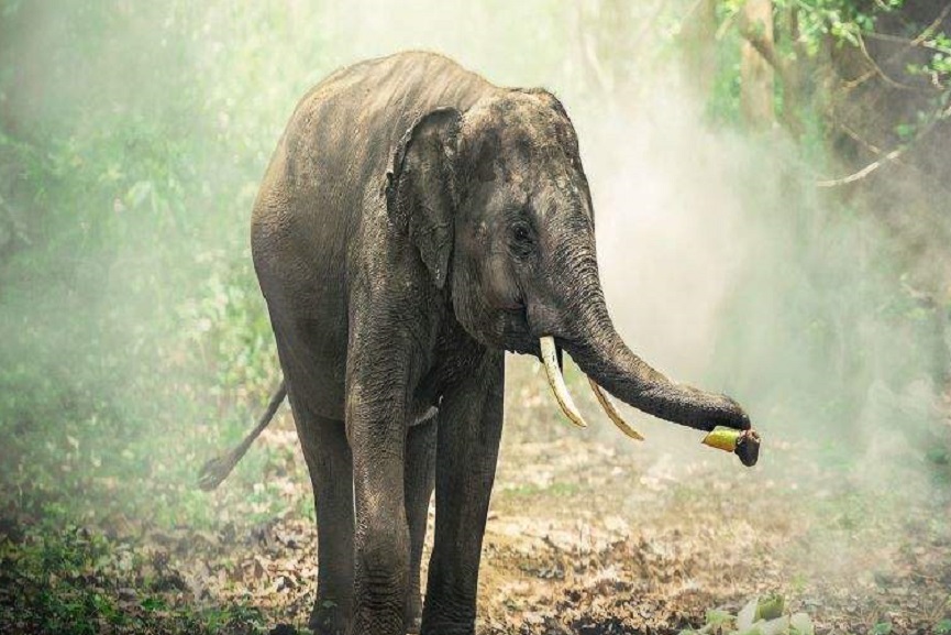 elephent news in palakkad elephent news in palakkad