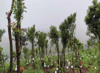 പാലക്കയംതട്ടിൽ വർണവിസ്മയം ഒരുങ്ങുന്നു; മിഴി തുറക്കുക 60,000 ദീപങ്ങൾ palakkayam thattu-lights