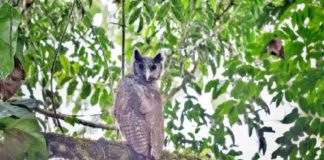 Shellys Eagle Owl Found