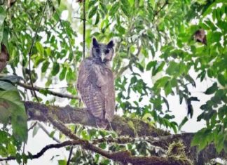 150 വർഷമായി ഒളിവിൽ; ഒടുവിൽ ക്യാമറയിൽ കുടുങ്ങി ഭീമൻ മൂങ്ങ Shellys Eagle Owl Found