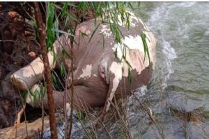 elephent death in palakkad