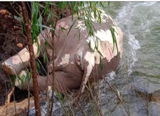 കാട്ടാനയുടെ ജഡം പുഴയോരത്ത് മറവ് ചെയ്തു; പ്രതിഷേധം ശക്തം elephent death in palakkad
