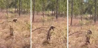 അനുസരണ ഒട്ടും ഇല്ല; കൊവാലയുടെയും കുഞ്ഞിന്റെയും വീഡിയോ വൈറലാകുന്നു The video of Kovala and the baby goes viral