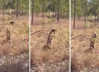 അനുസരണ ഒട്ടും ഇല്ല; കൊവാലയുടെയും കുഞ്ഞിന്റെയും വീഡിയോ വൈറലാകുന്നു The video of Kovala and the baby goes viral