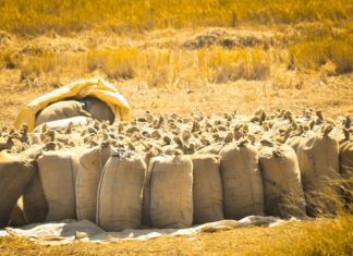 paddy-collection-palakkad