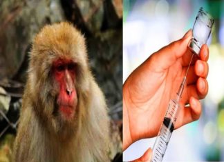 monkey fever in wayanad