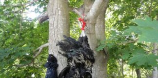 cruelty to birds and animals