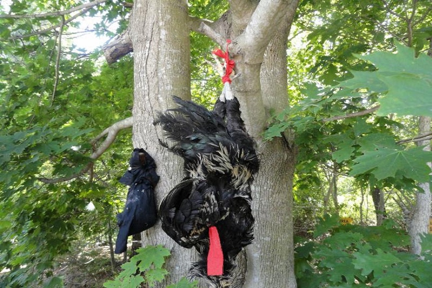 cruelty to birds and animals cruelty to birds and animals