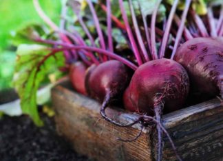Beetroot _tips
