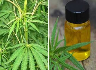 Four Were Arrested In Kozhikode In Hashish Oil Case