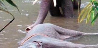 സ്ഫോടക വസ്തു പൊട്ടിത്തെറിച്ച് കാട്ടാന ചരിഞ്ഞ സംഭവം; പ്രതിയെ തെളിവെടുപ്പിന് എത്തിച്ചു elephent deth in palakkad