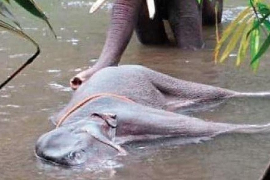 elephent deth in palakkad elephent deth in palakkad