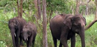 เดฐเดพเดเดเดฟเดฐเดฟ เดเดเดเตเดเตเดณเดจเดฟเดฏเดฟเตฝ เดเดพเดเตเดเดพเดจเดเตเดเตเดเตเดเด; เดตเตเดฏเดพเดชเด เดเตเดทเดฟเดจเดพเดถเด Wild Elephant Attack In Kannur Rajagiri