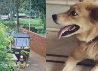 Pet-Dog-Killed-by-auto-driver