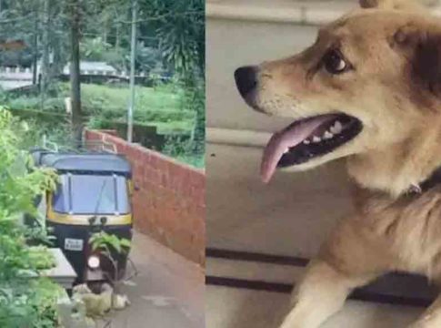 Pet-Dog-Killed-by-auto-driver