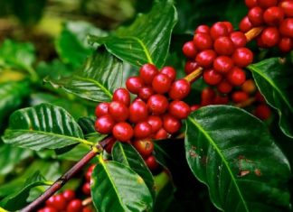 coffee-planations-wayanad