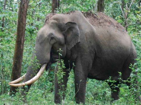 wild elephant- attack-
