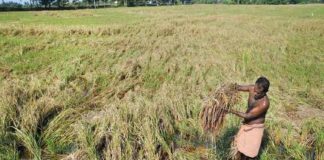 Agriculture-palakkad