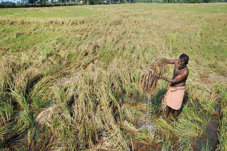 harvest-palakkad Agriculture-palakkad