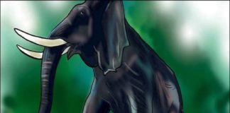 തുടർച്ചയായി കാട്ടാനയിറങ്ങുന്നു; കർഷകർ ആശങ്കയിൽ Wild Elephant In Kannur Makes Issues To Farmers