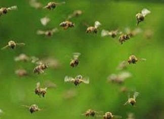 honey bee attack