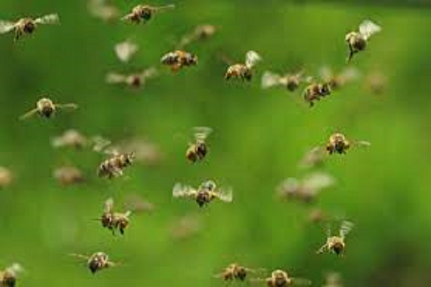 honey bee attack honey bee attack