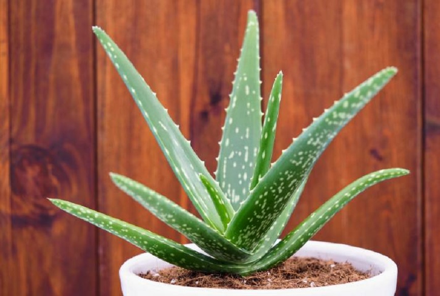 Aloe vera