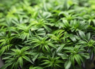 cannabis plants found-Thiruvananthapuram