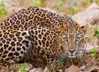 leopard-wayanad