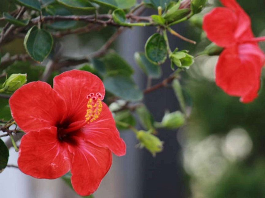 hibiscus