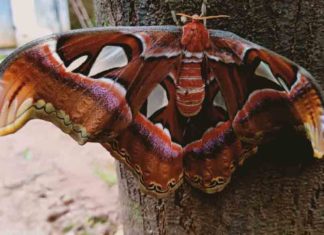 Atlas moth butterfly in kozhikode
