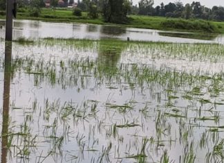 Paddy field Ruined In Heavy Rain In Kozhikode